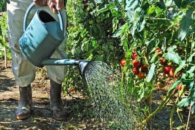 Поливати пасльонові слід виключно теплою водою